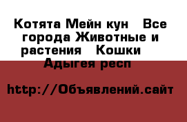 Котята Мейн кун - Все города Животные и растения » Кошки   . Адыгея респ.